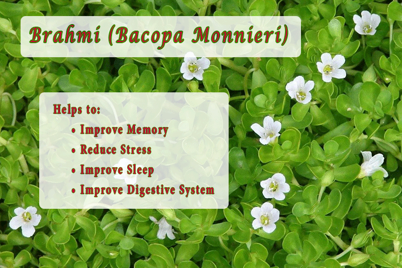 Brahmi (Bacopa Monnieri) Helps to: 		•	Improve Memory 		•	Reduce Stress 		•	Improve Sleep 		•	Improve Digestive System