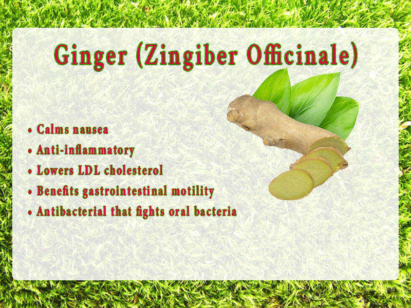 Ginger (Zingiber Officinale)   •	Calms nausea •	Anti-inflammatory •	Lowers LDL cholesterol •	Benefits gastrointestinal motility •	Antibacterial that fights oral bacteria