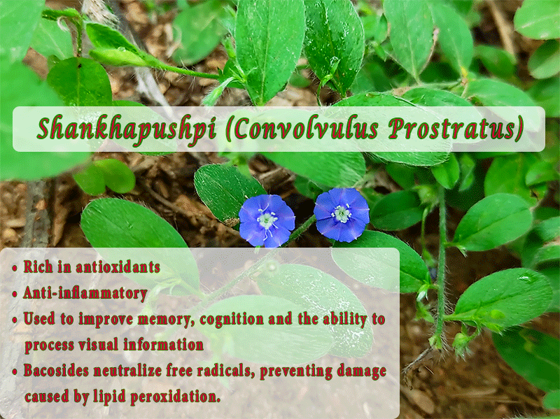 Shankhapushpi (Convolvulus Prostratus) •	Rich in antioxidants •	Anti-inflammatory •	Used to improve memory, cognition and the ability to process visual information •	Bacosides neutralize free radicals, preventing damage caused by lipid peroxidation