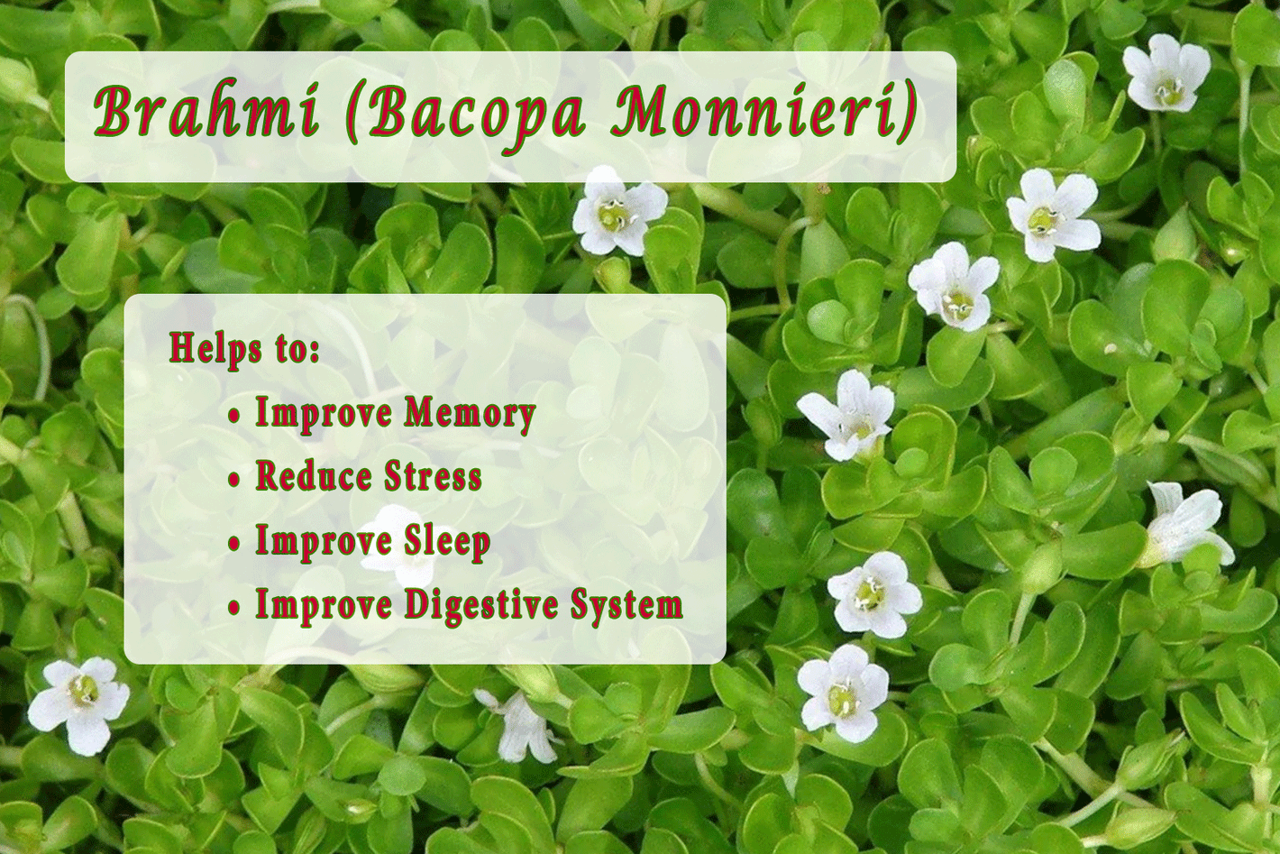 Brahmi (Bacopa Monnieri) Helps to: 		•	Improve Memory 		•	Reduce Stress 		•	Improve Sleep 		•	Improve Digestive System