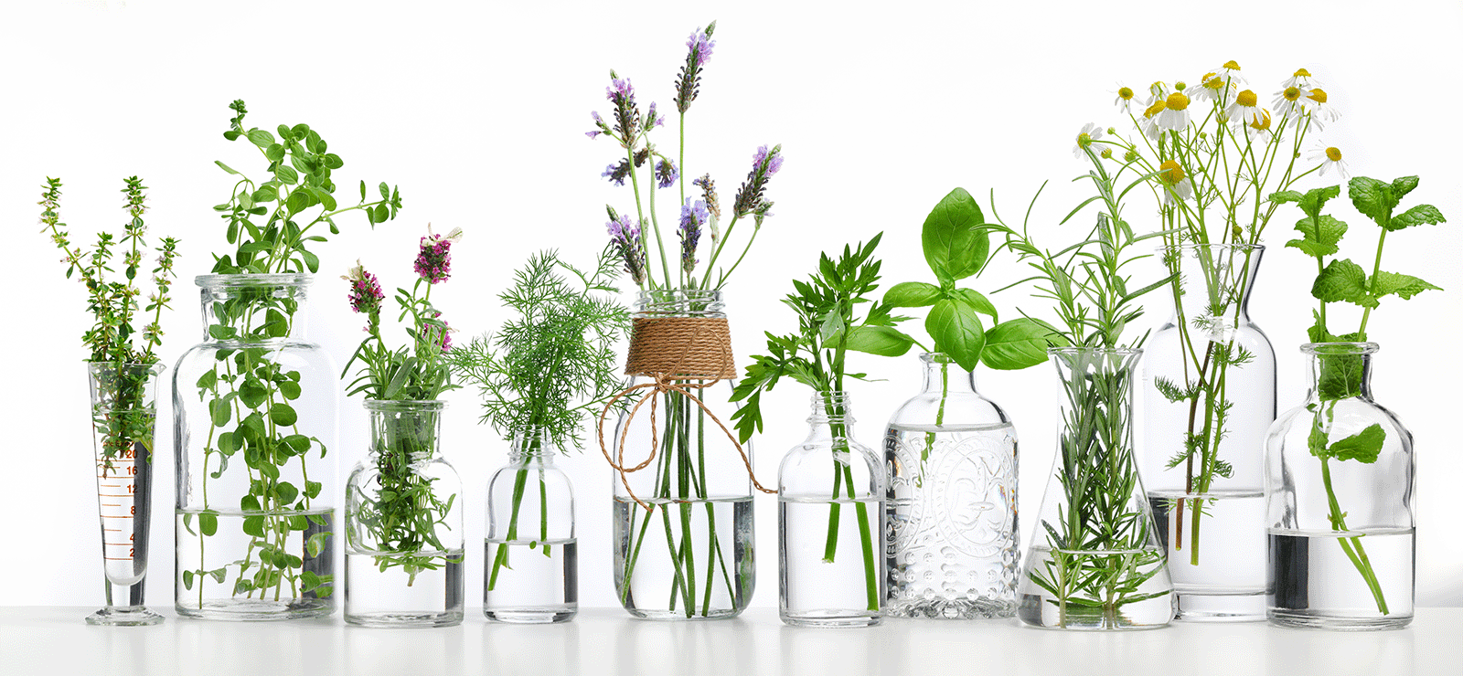 A beautiful image we purchased from Shutterstock that has numerous clear bottles with a small amount of water in each and a different herb growing in each 