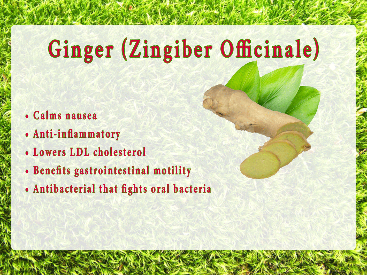 Ginger (Zingiber Officinale) •	Calms nausea •	Anti-inflammatory •	Lowers LDL cholesterol •	Benefits gastrointestinal motility •	Antibacterial that fights oral bacteria 