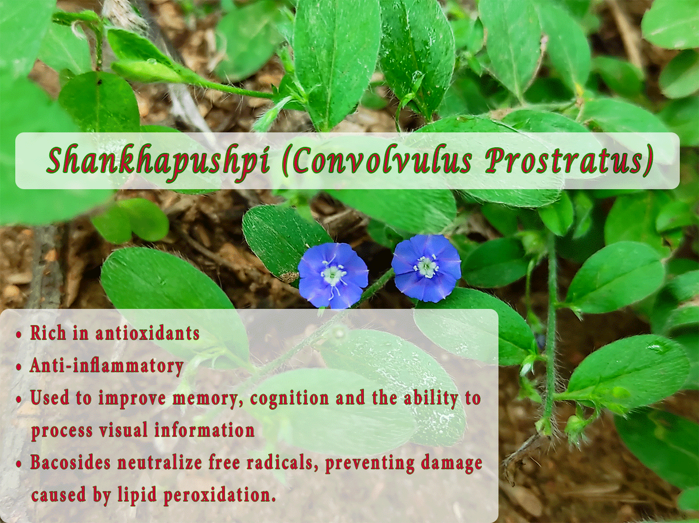 Shankhapushpi (Convolvulus Prostratus) •	Rich in antioxidants •	Anti-inflammatory •	Used to improve memory, cognition and the ability to process visual information •	Bacosides neutralize free radicals, preventing damage caused by lipid peroxidation.